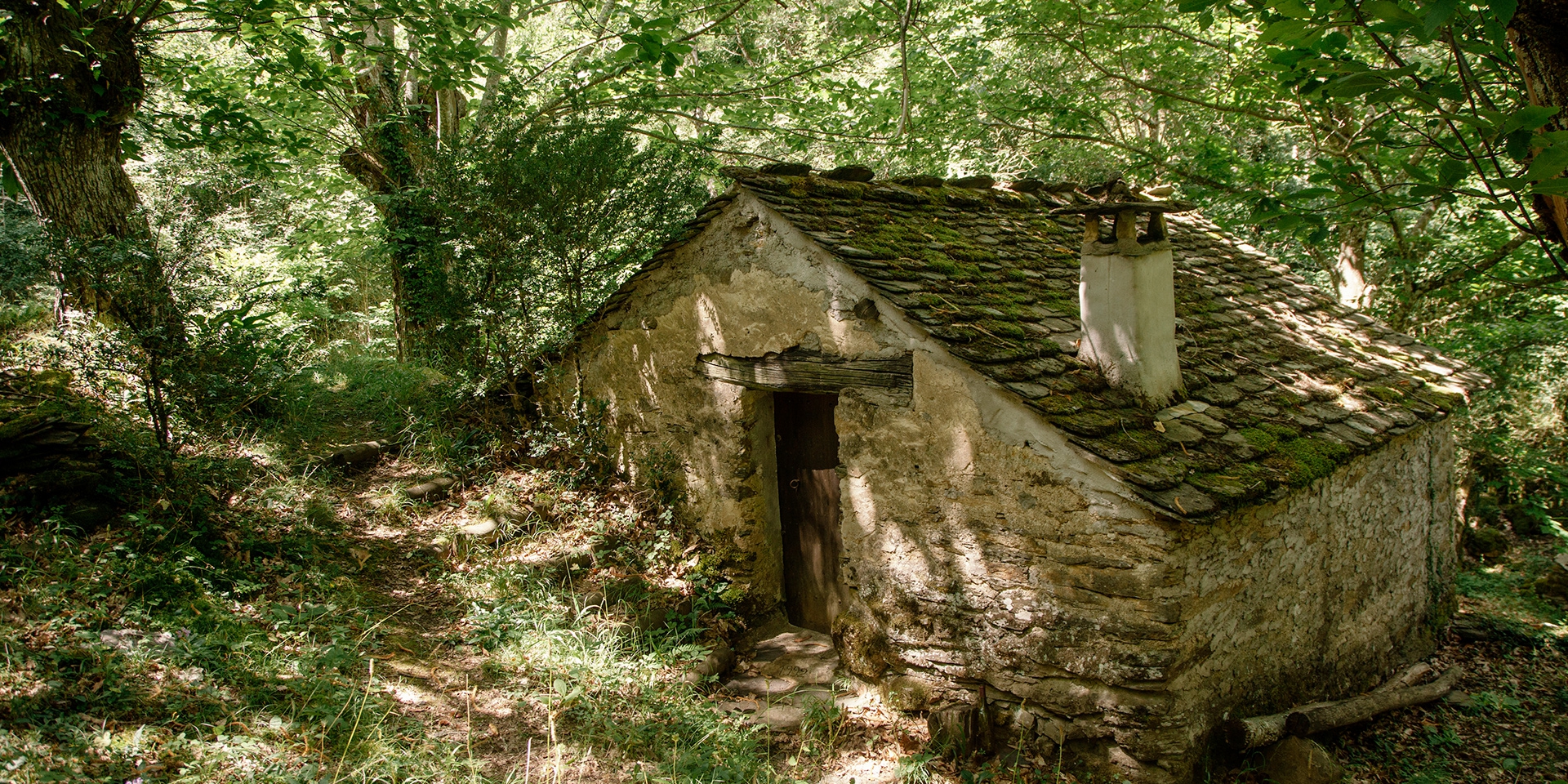 Les granulés de bois sont-ils un danger pour les forêts ?