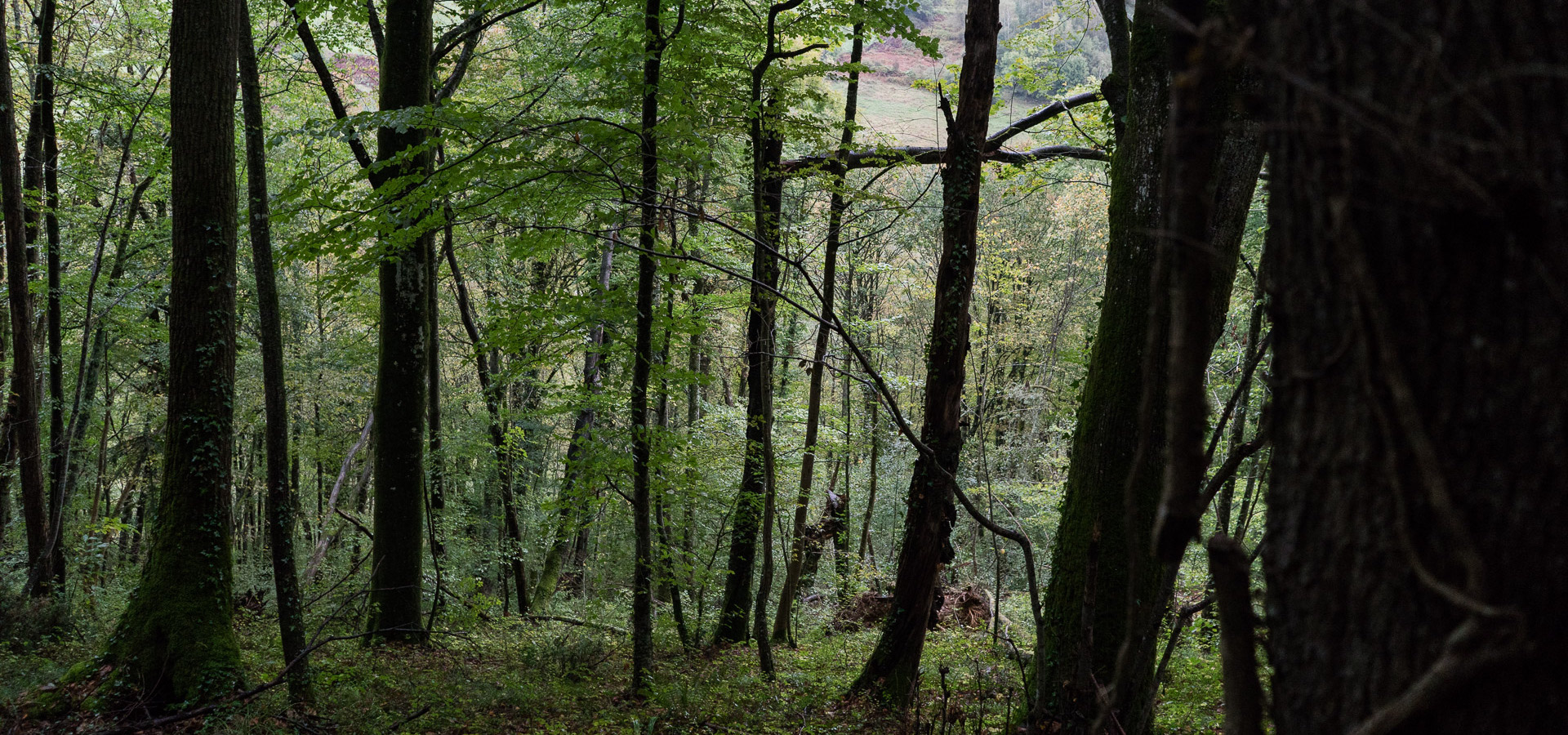 Mobilisation contre un projet de méga-scierie dans les Pyrénées, Pays  Basque